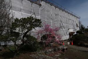 高山社跡の修復風景の外観。建物全体が白いネットに覆われている。
