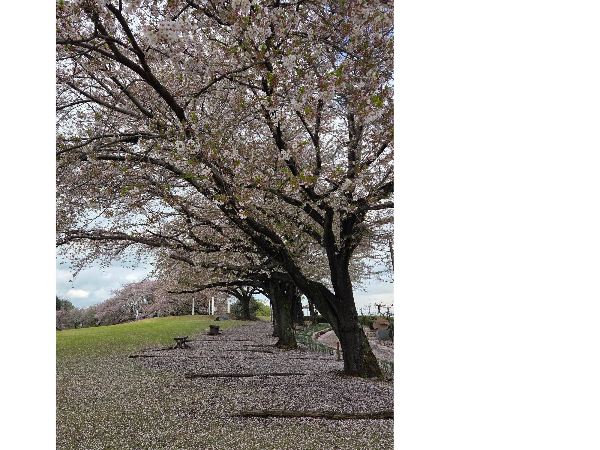 ふじの咲く丘ソメイヨシノの様子