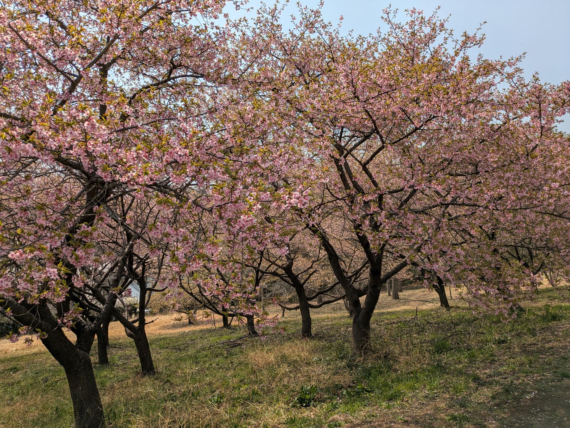 ふじの咲く丘の河津桜の様子