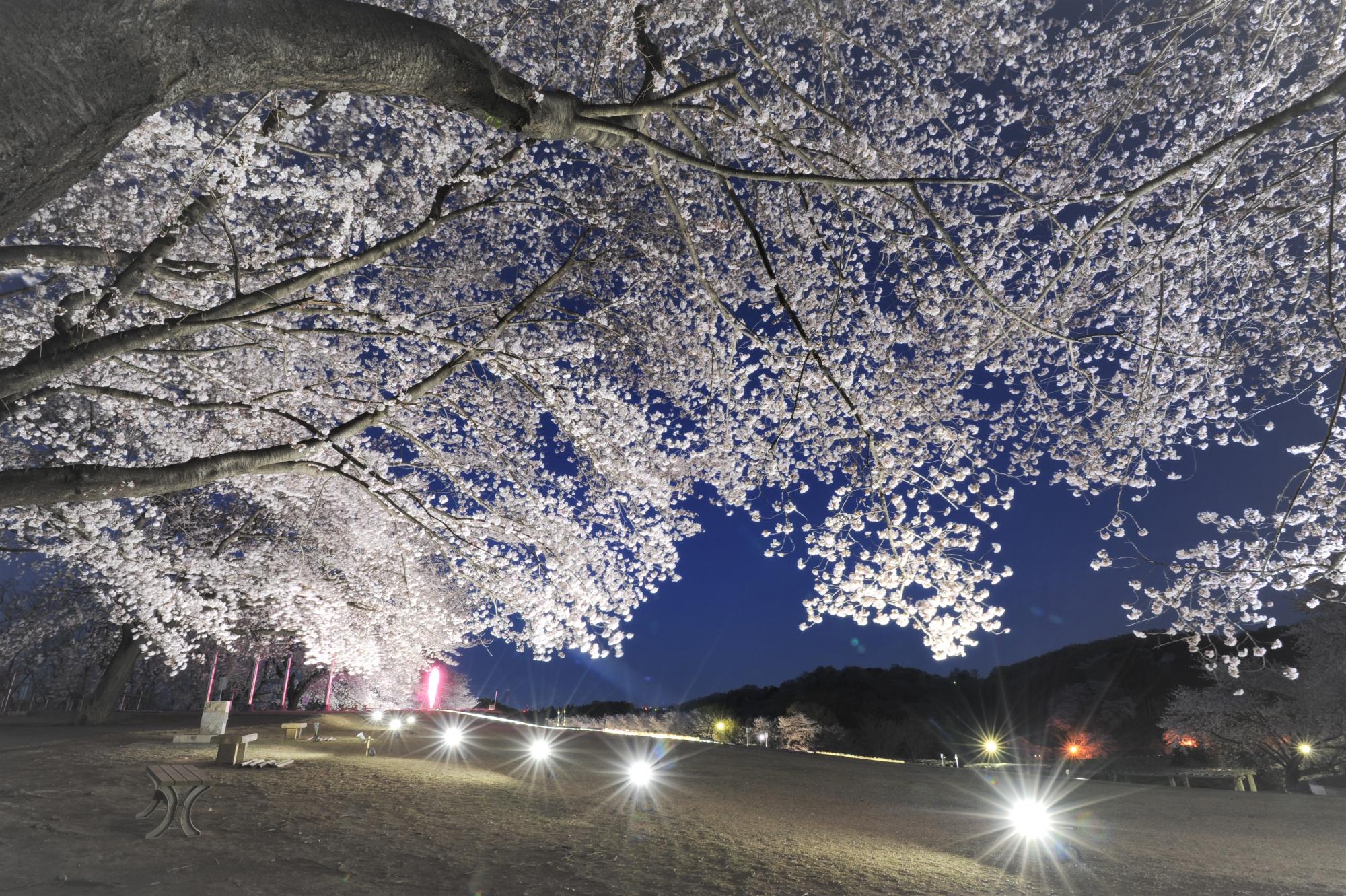 桜まつりライトアップ