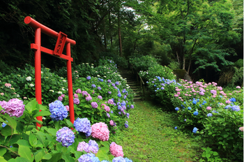 八塩あじさいの里