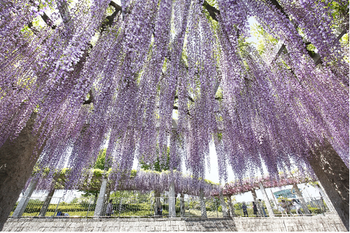 ふじ棚広場の様子