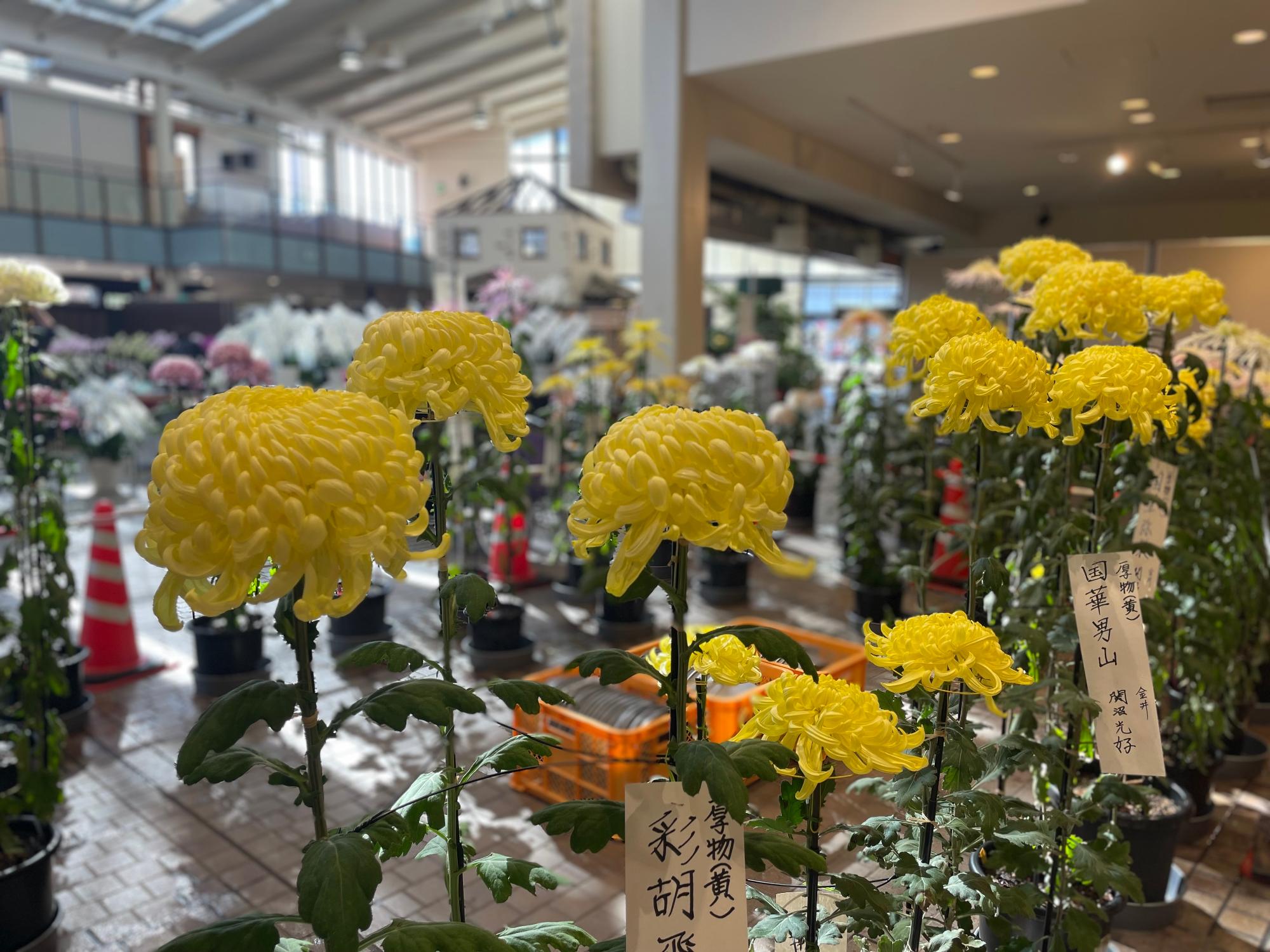 菊花大会1