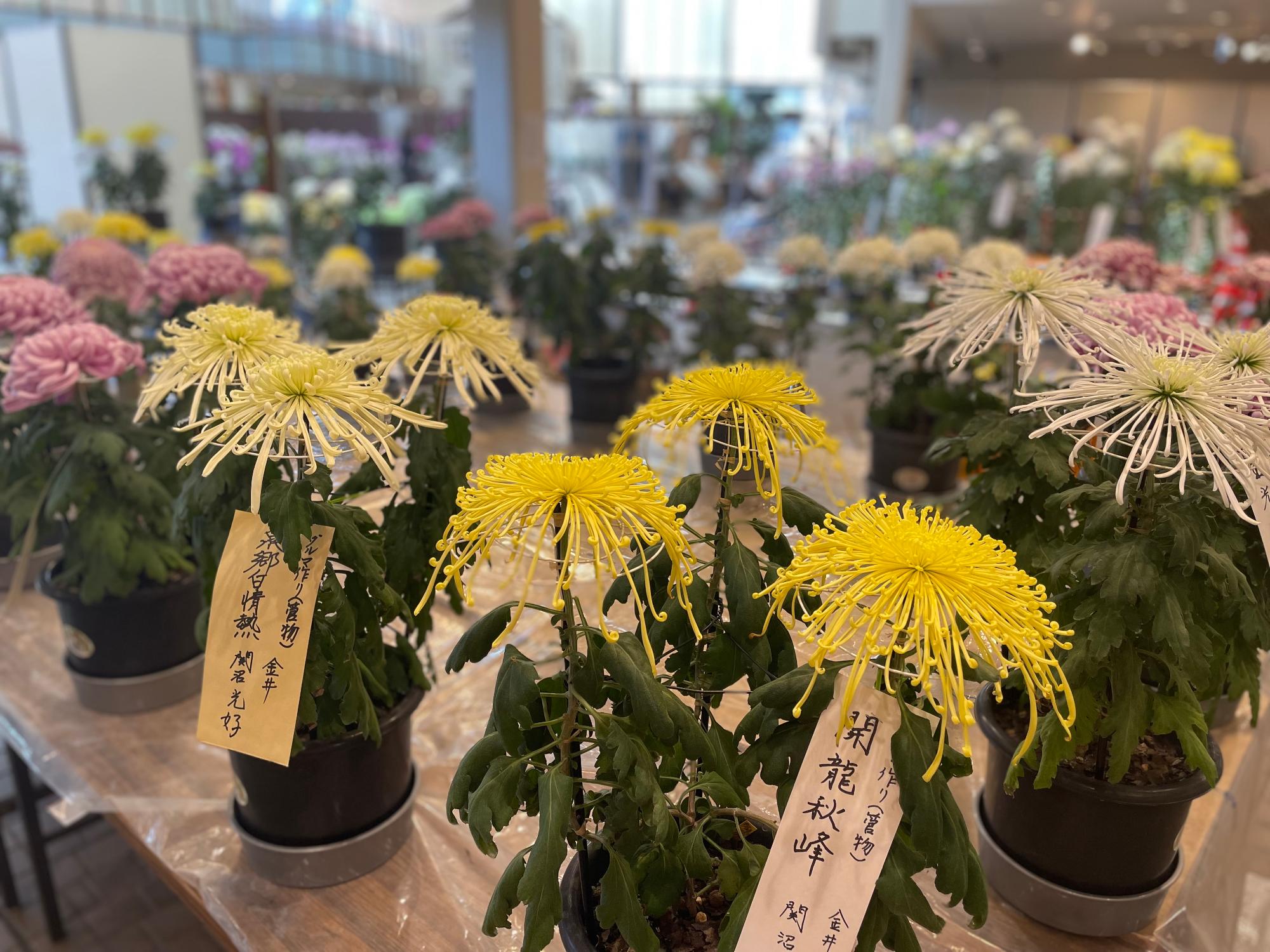 菊花大会2