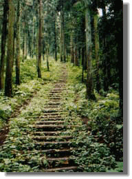 二千階段の登山道の画像