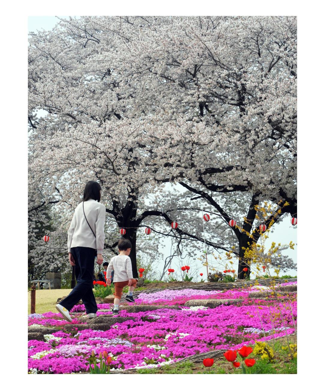 お花見、ママと一緒に