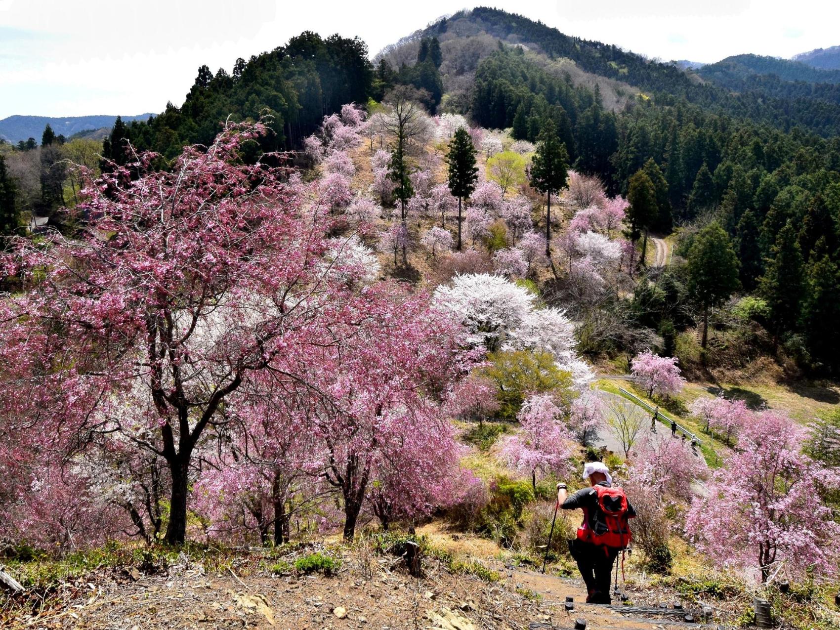 桜花爛漫