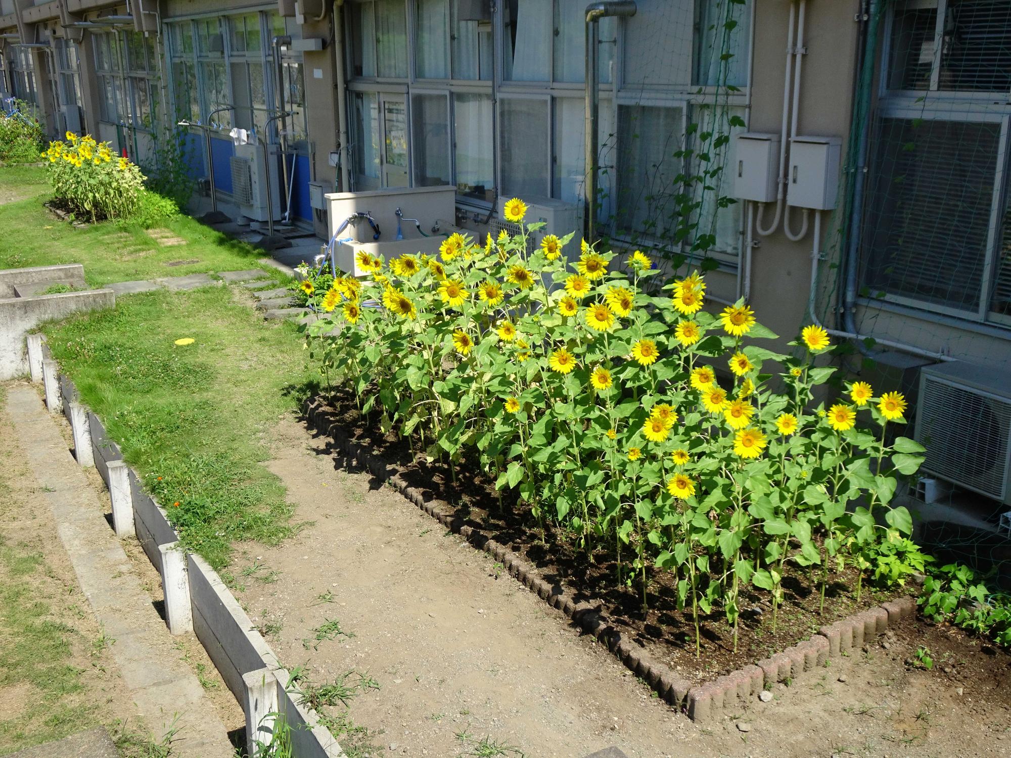 ひまわりの写真