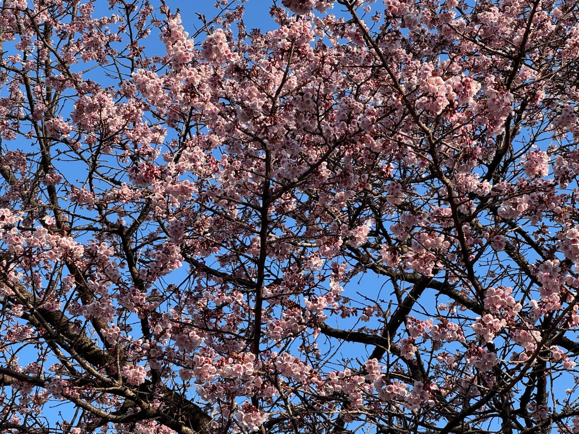 桜山公園の河津桜の写真