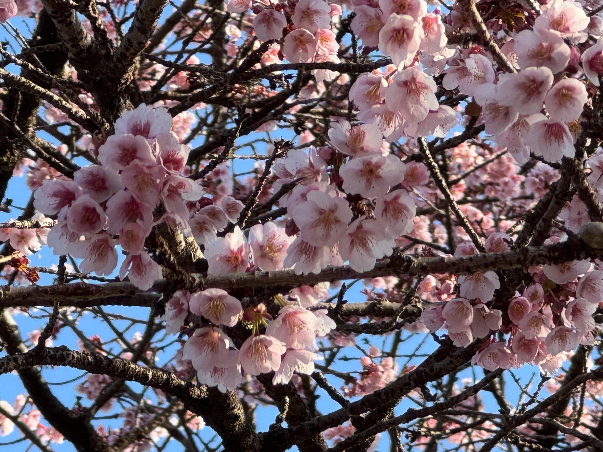 桜山公園の河津桜の写真