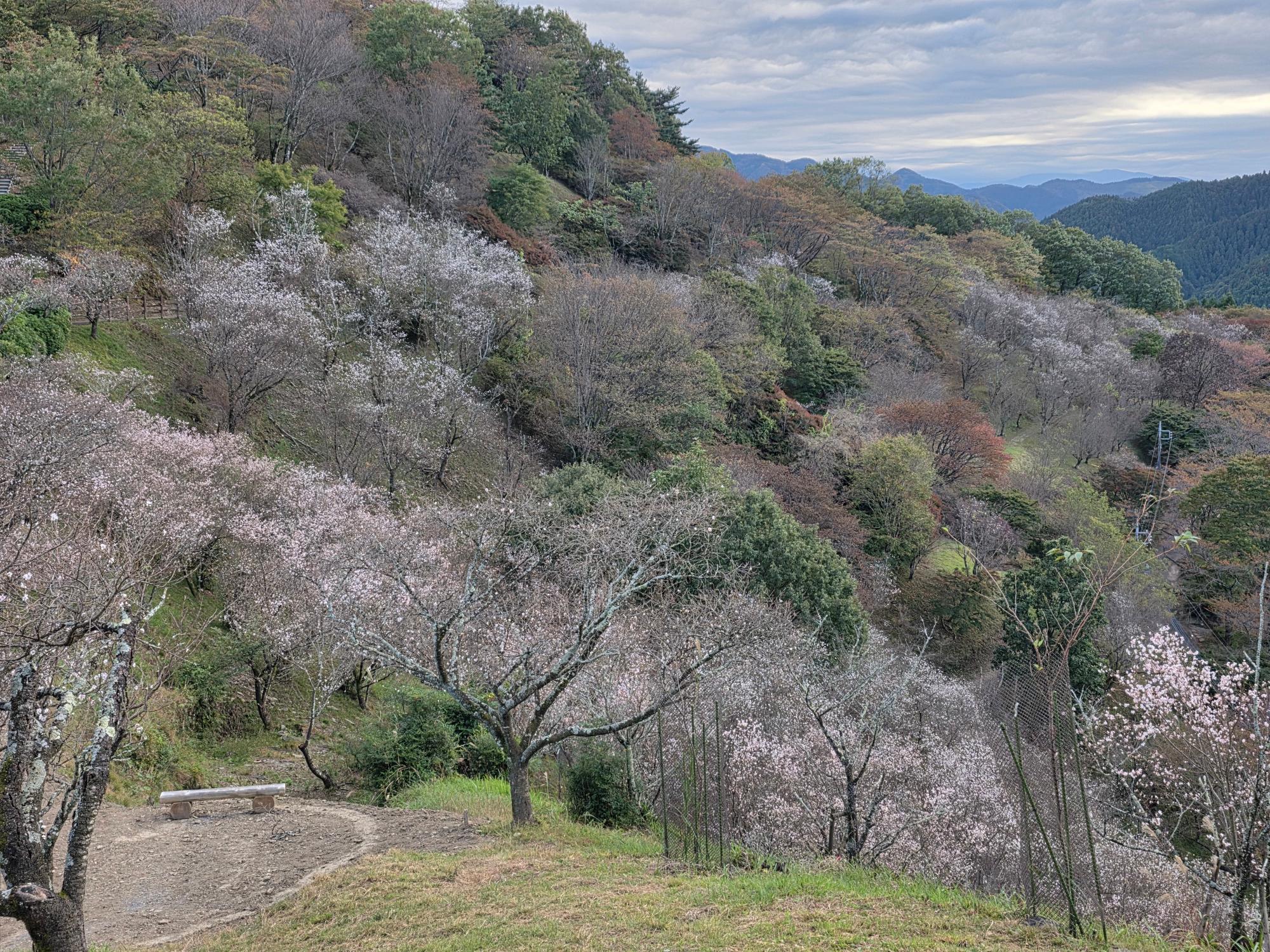 桜山公園の冬桜の様子
