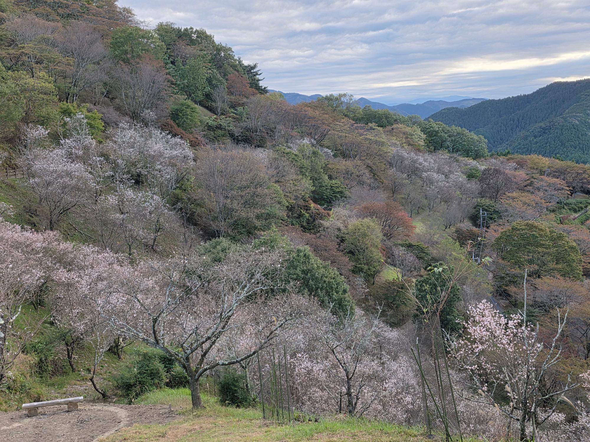 10月8日時点冬桜開花状況