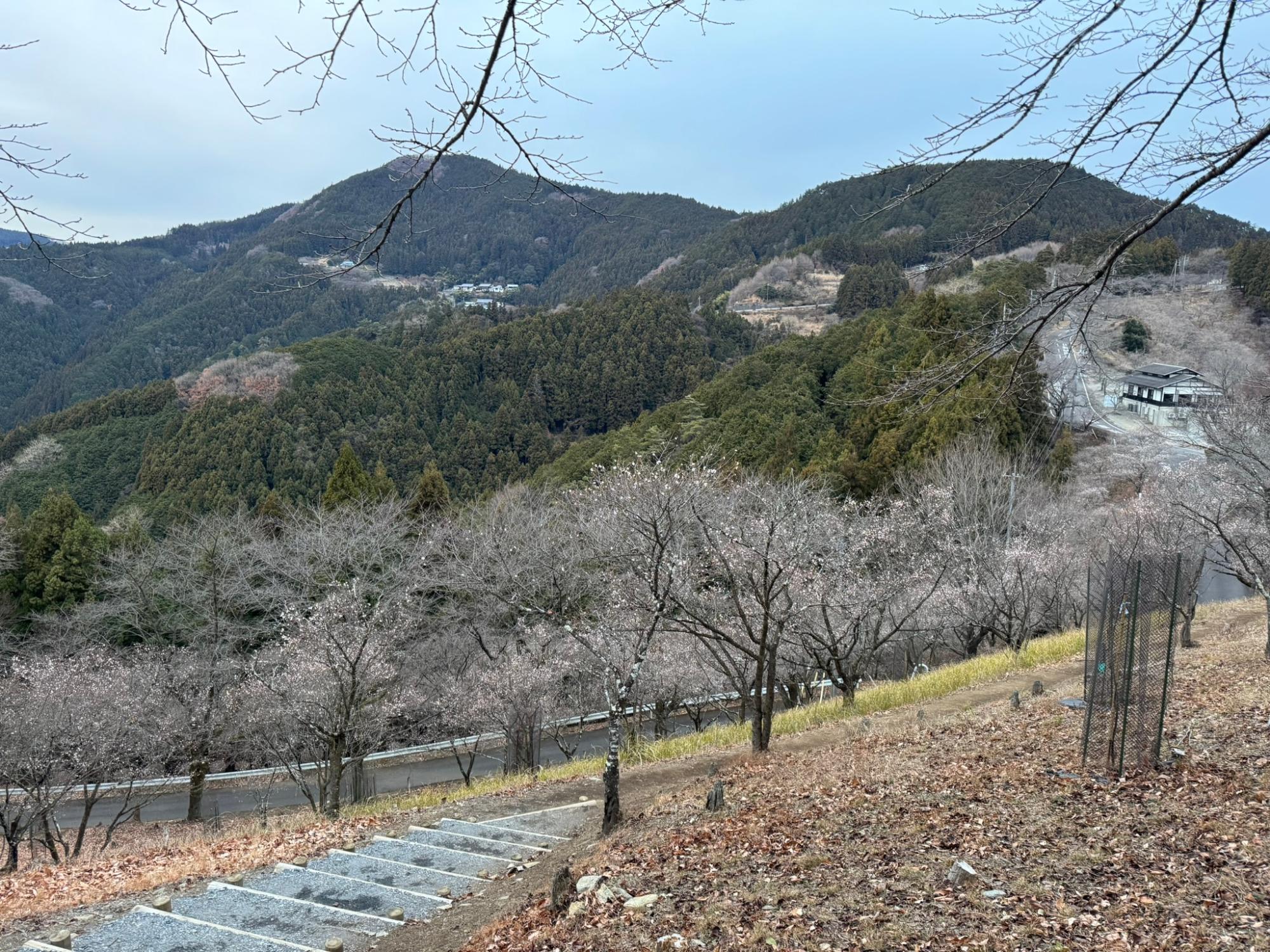 冬桜の画像