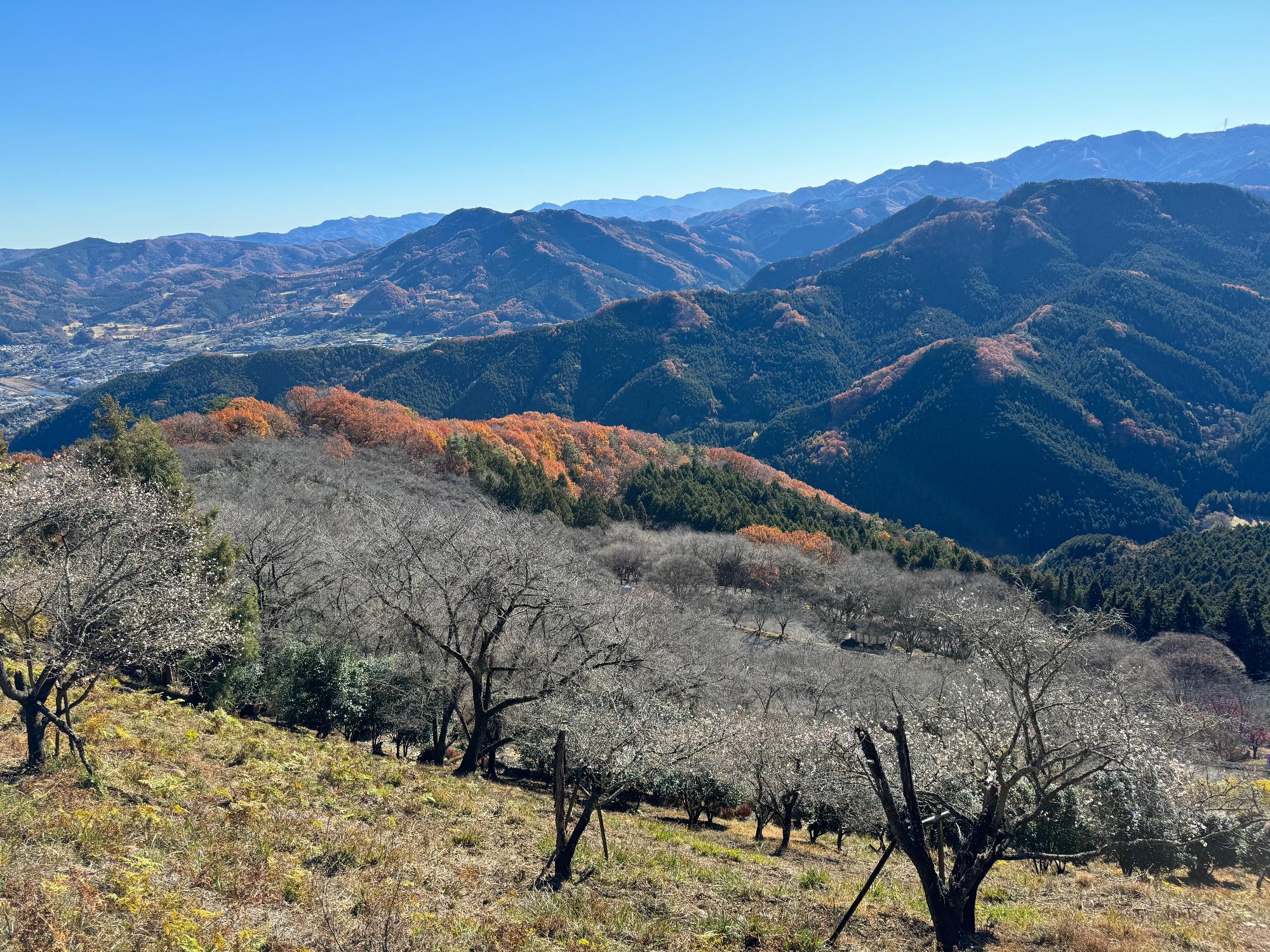 桜山公園山頂付近の冬桜の様子