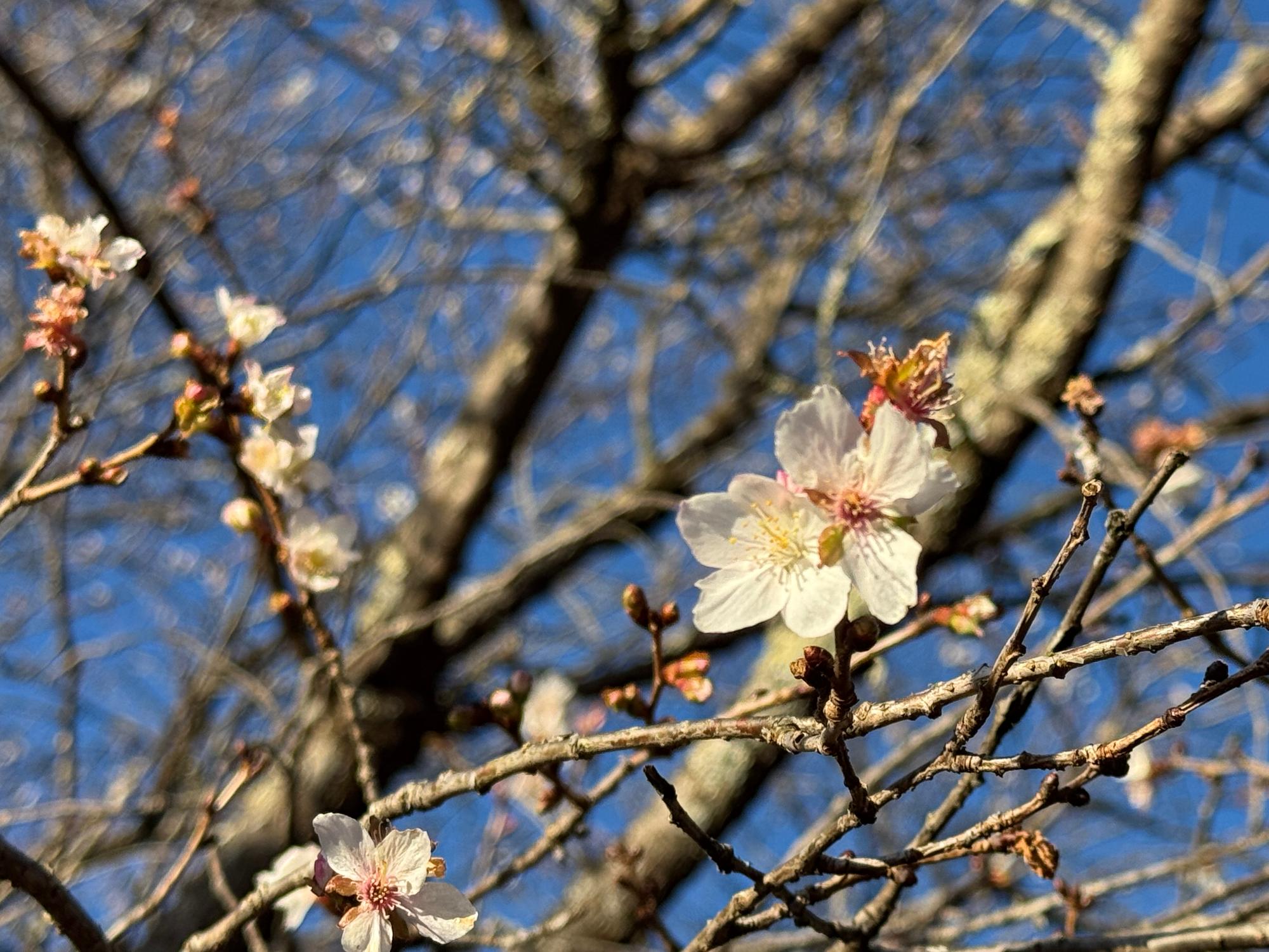 第3の広場の冬桜の様子