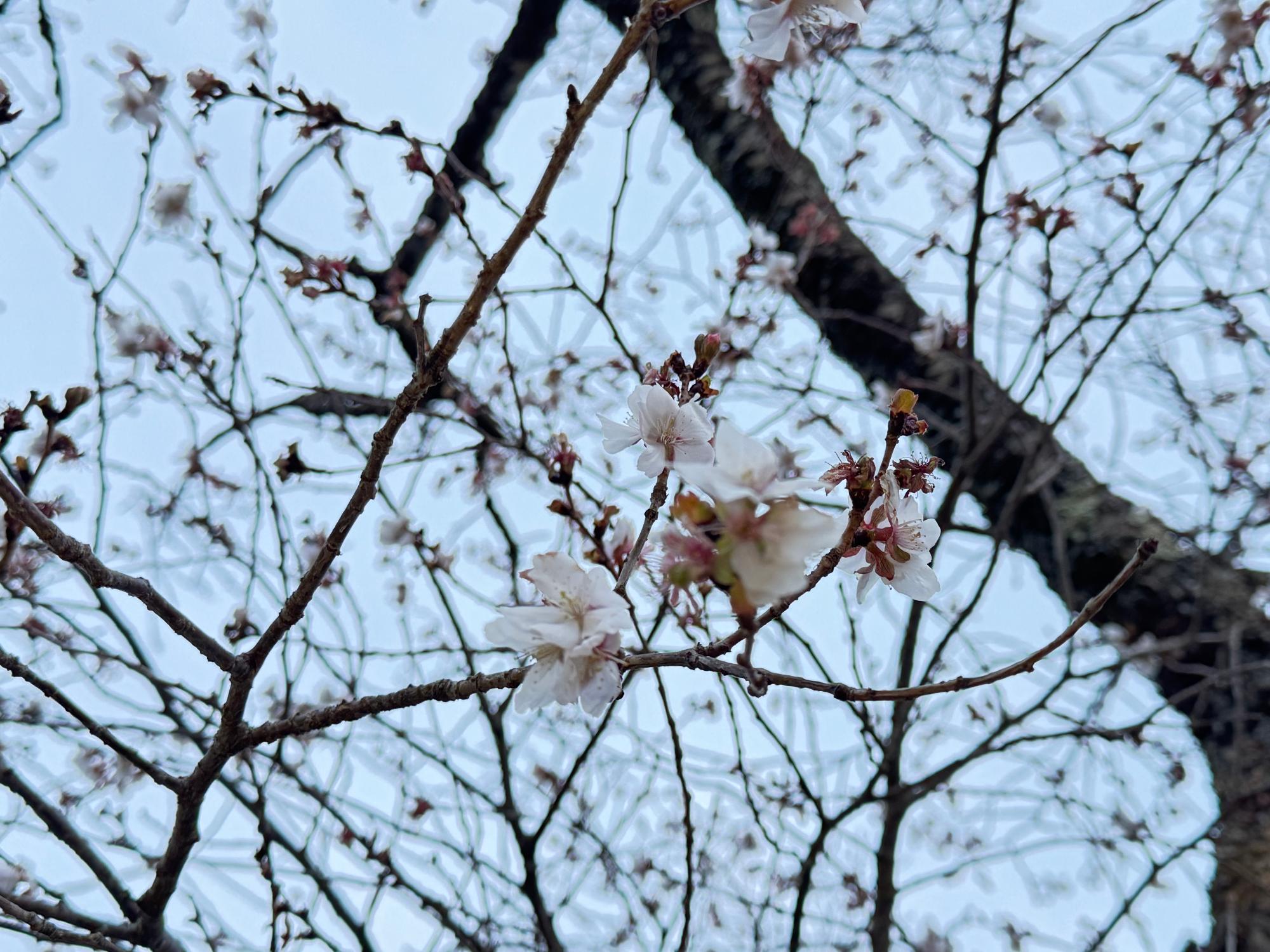 桜山公園の冬桜の様子