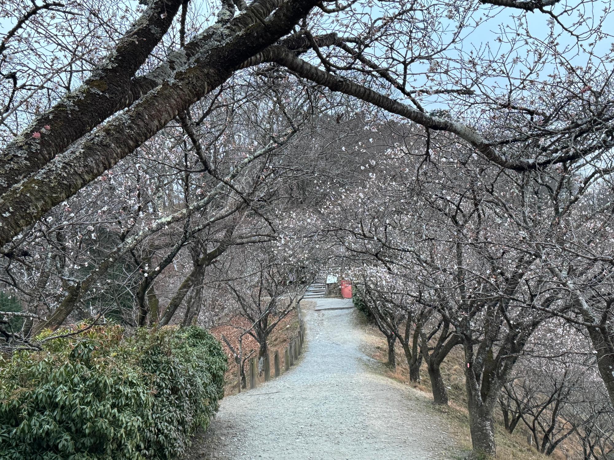 桜山公園の冬桜の様子