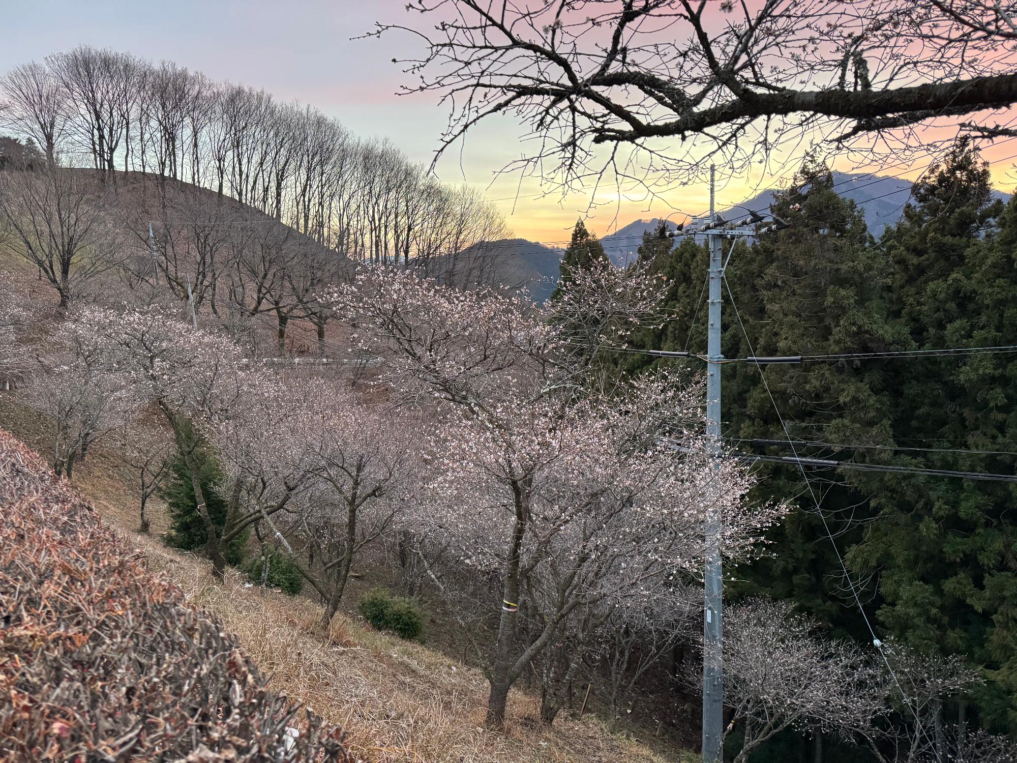 冬桜の画像