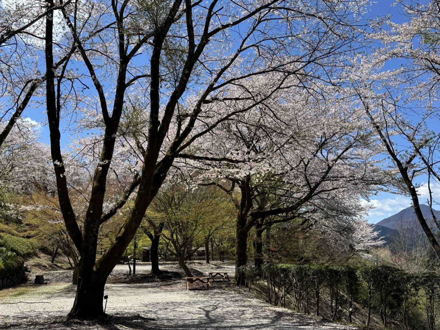 桜山公園の第2の広場の写真