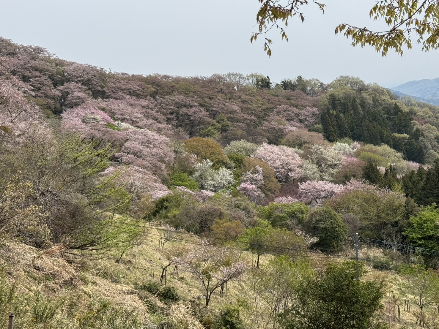 桜山公園のソメイヨシノ