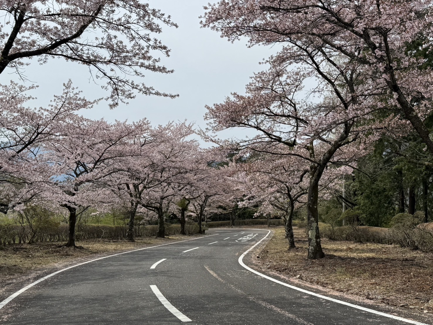 桜山公園のソメイヨシノ