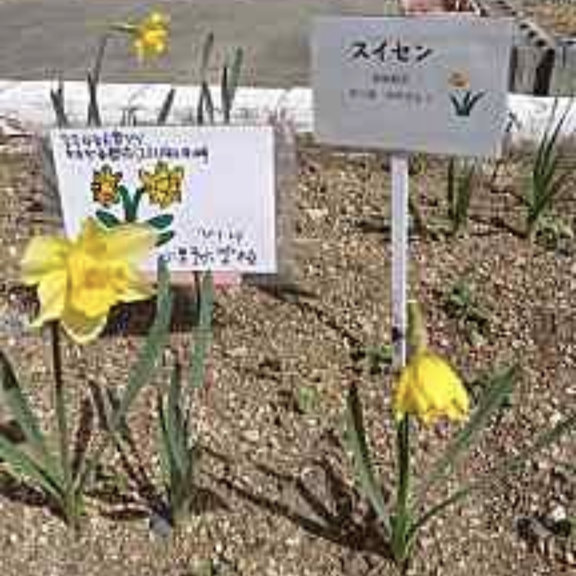 藤岡市立尾の小学校に植えられたスイセンの様子