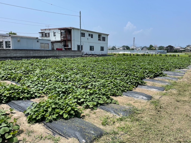 さつまいも
