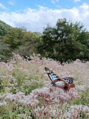 高山社跡の木々とフジバカマにとまるアサギマダラの写真