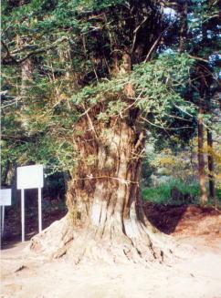 辛科神社のカヤの古木の写真