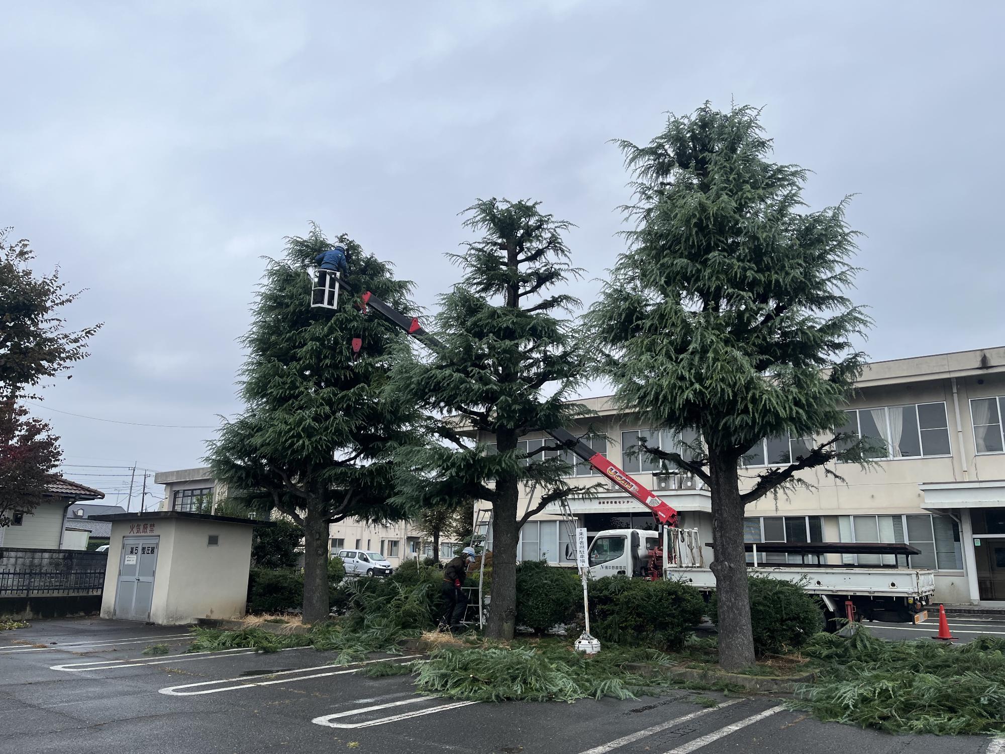 西庁舎前剪定中の写真