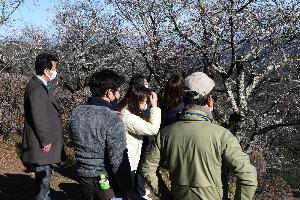 桜山山頂で冬桜の状況を確認する関係者