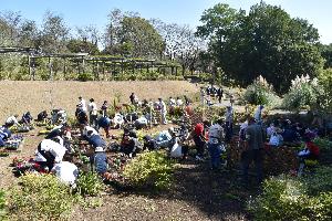 ふじの咲く丘で植栽を行う参加者たち