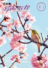 平成28年4月1日号表紙 春の息吹を感じるふじの咲く丘カワヅザクラ