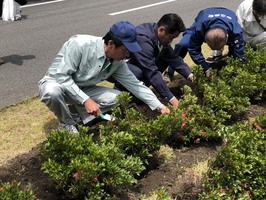 ツツジの苗を植樹する市長