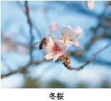 冬桜