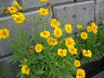 オオキンケイギクの写真
