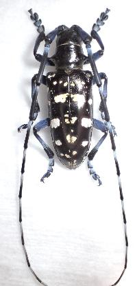 ツヤハダゴマダラカミキリ2