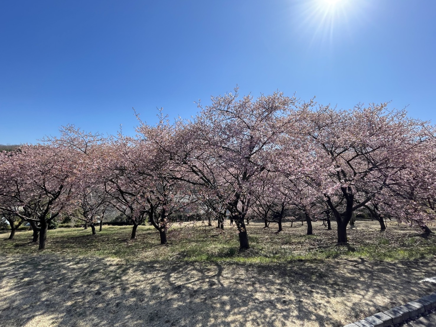 河津桜