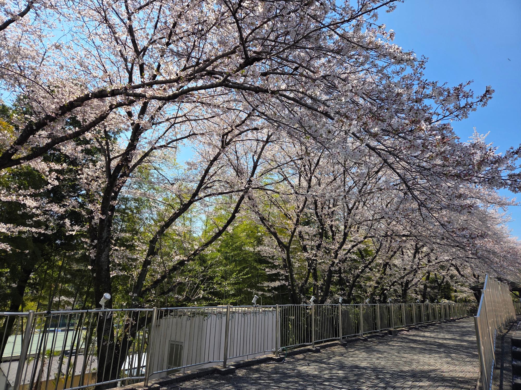 ふじの咲く丘の桜