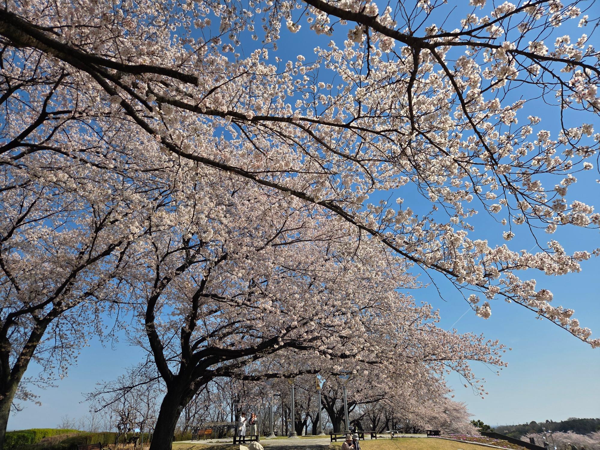 ふじの咲く丘のソメイヨシノ