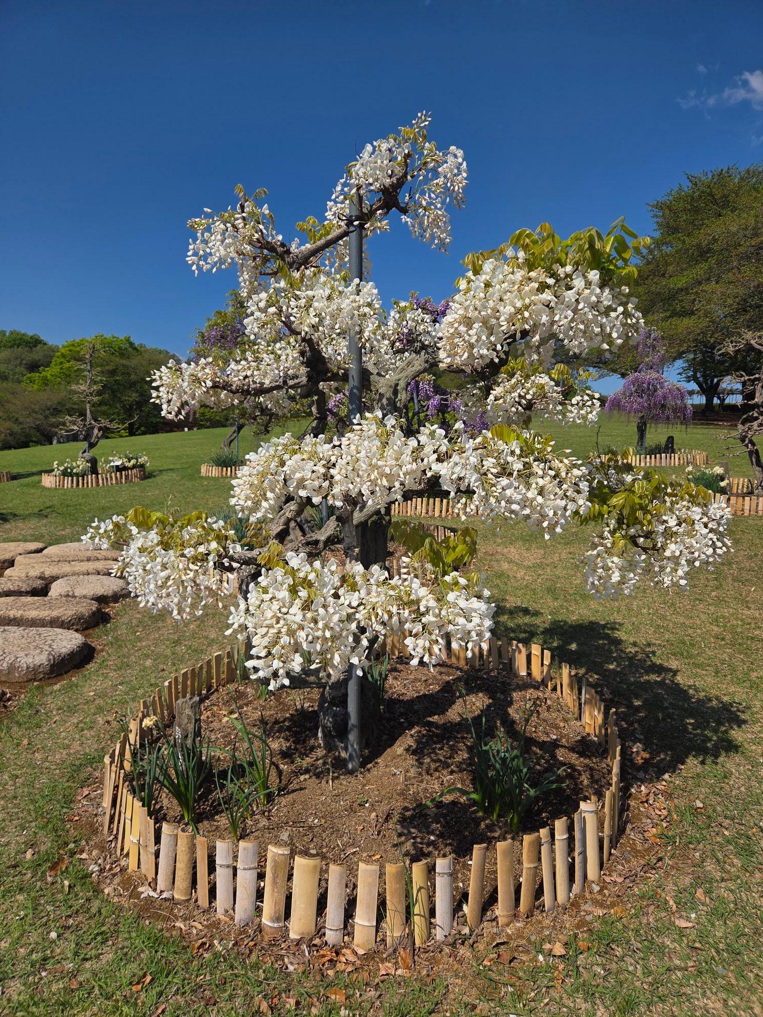 ふじ見本園のふじ