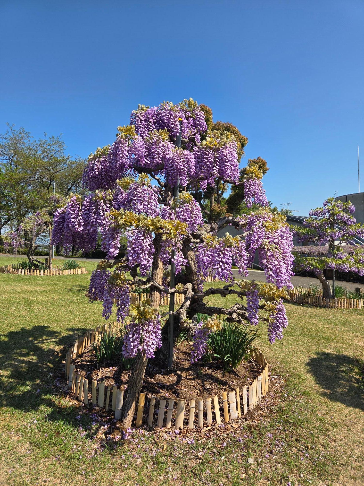 ふじ見本園のふじ