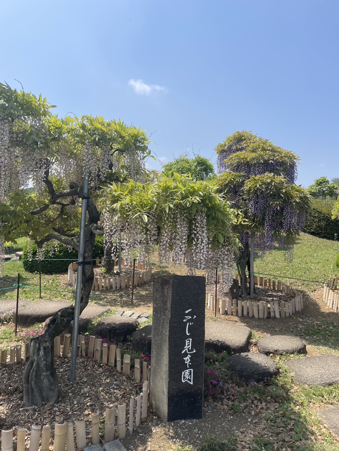 ふじ見本園の様子