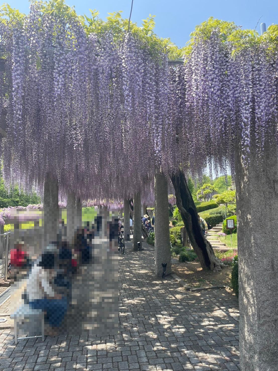 hujihana