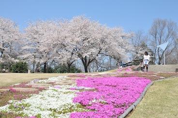 芝桜