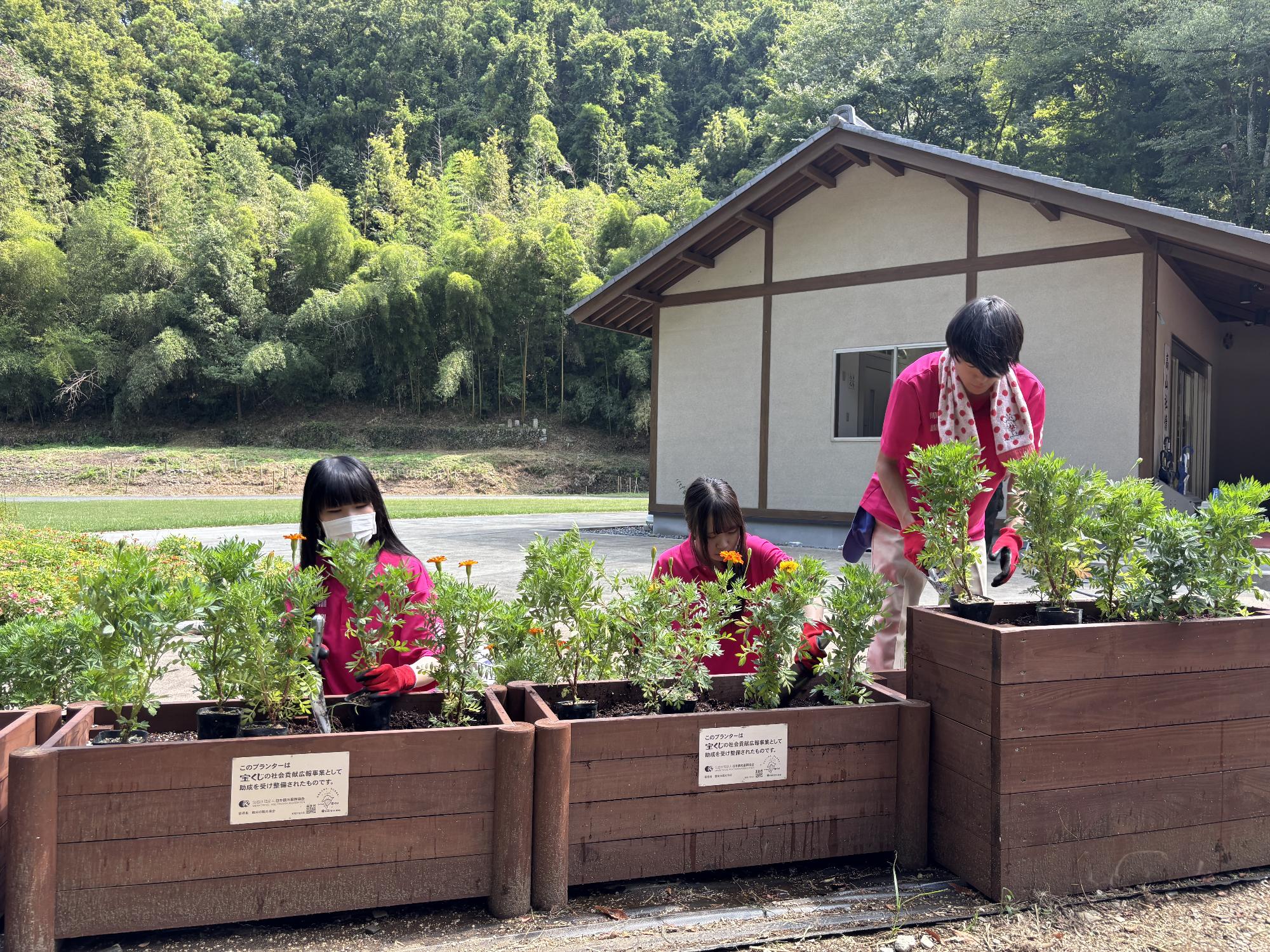 植栽の様子2