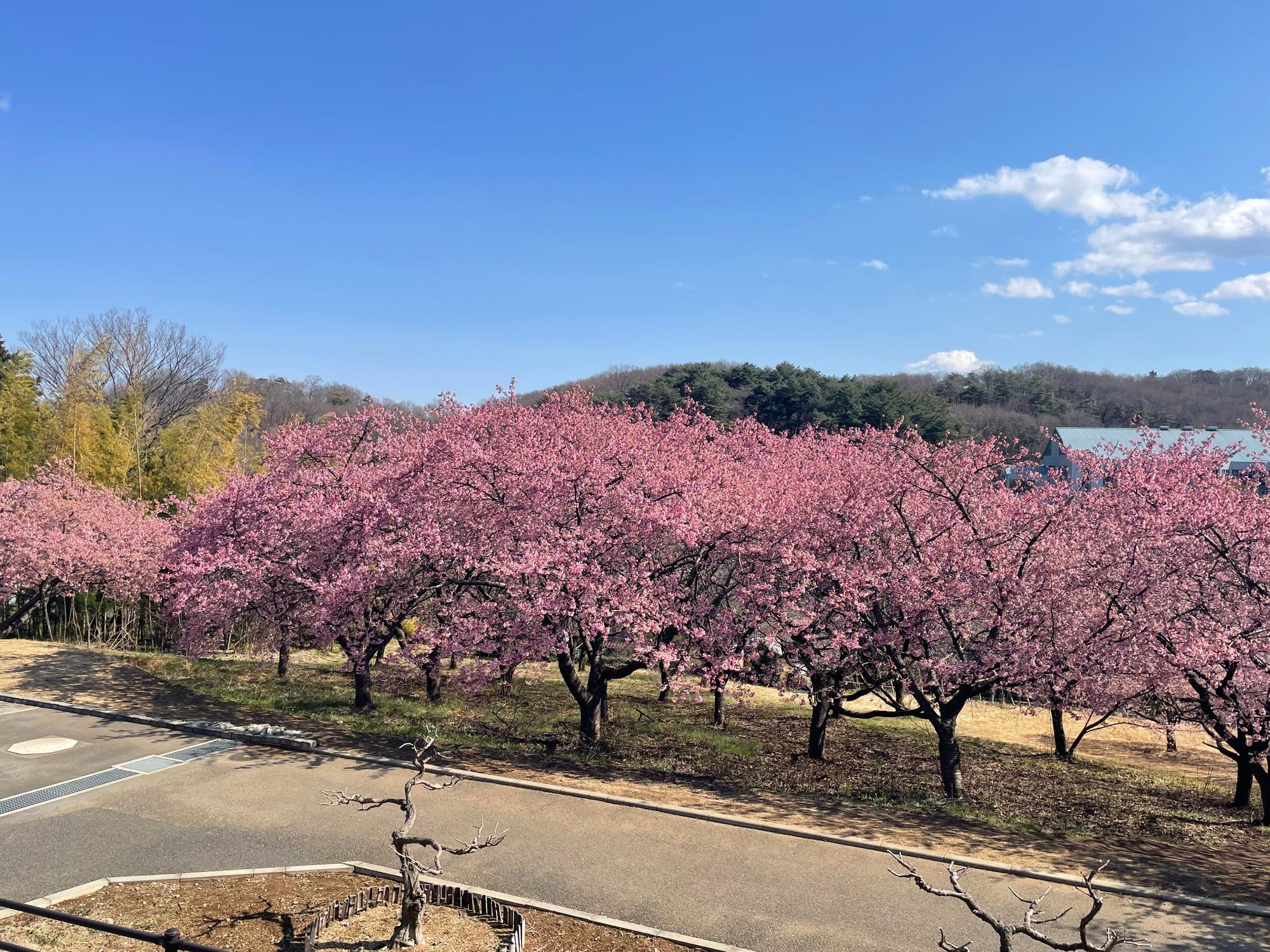 ふじの咲く丘の河津桜の画像