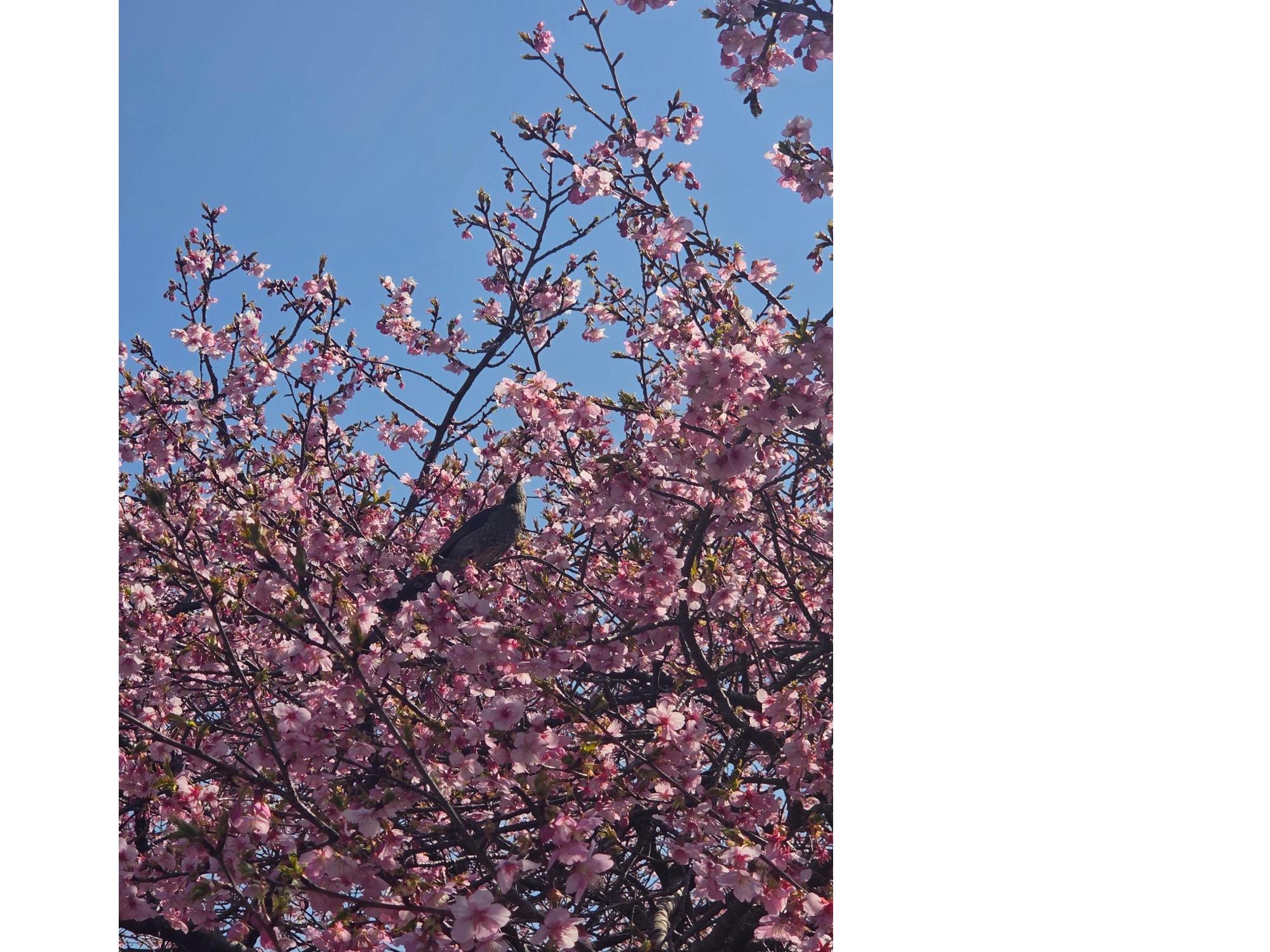 ふじの咲く丘の河津桜が満開の様子