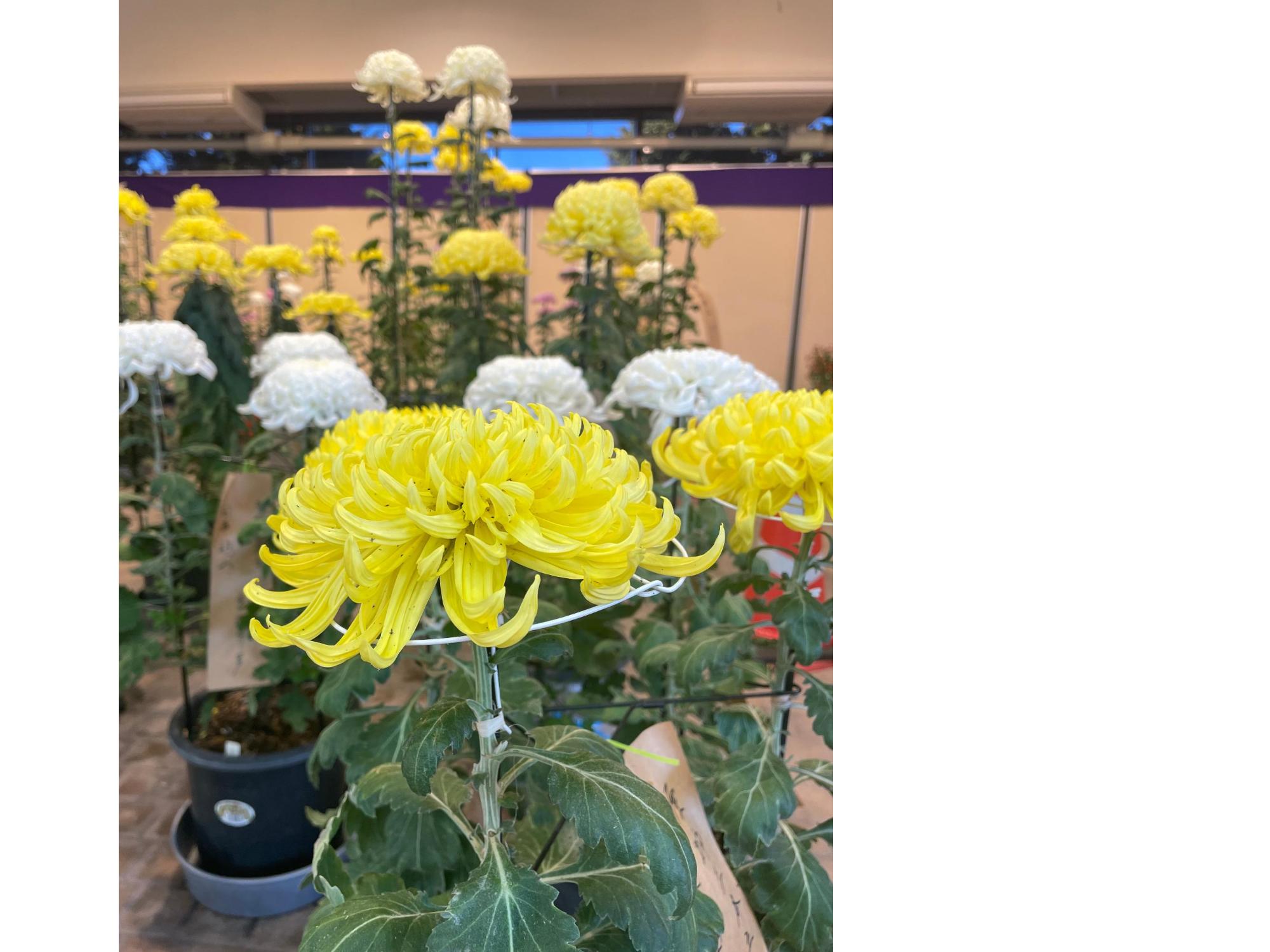 菊花展の様子2