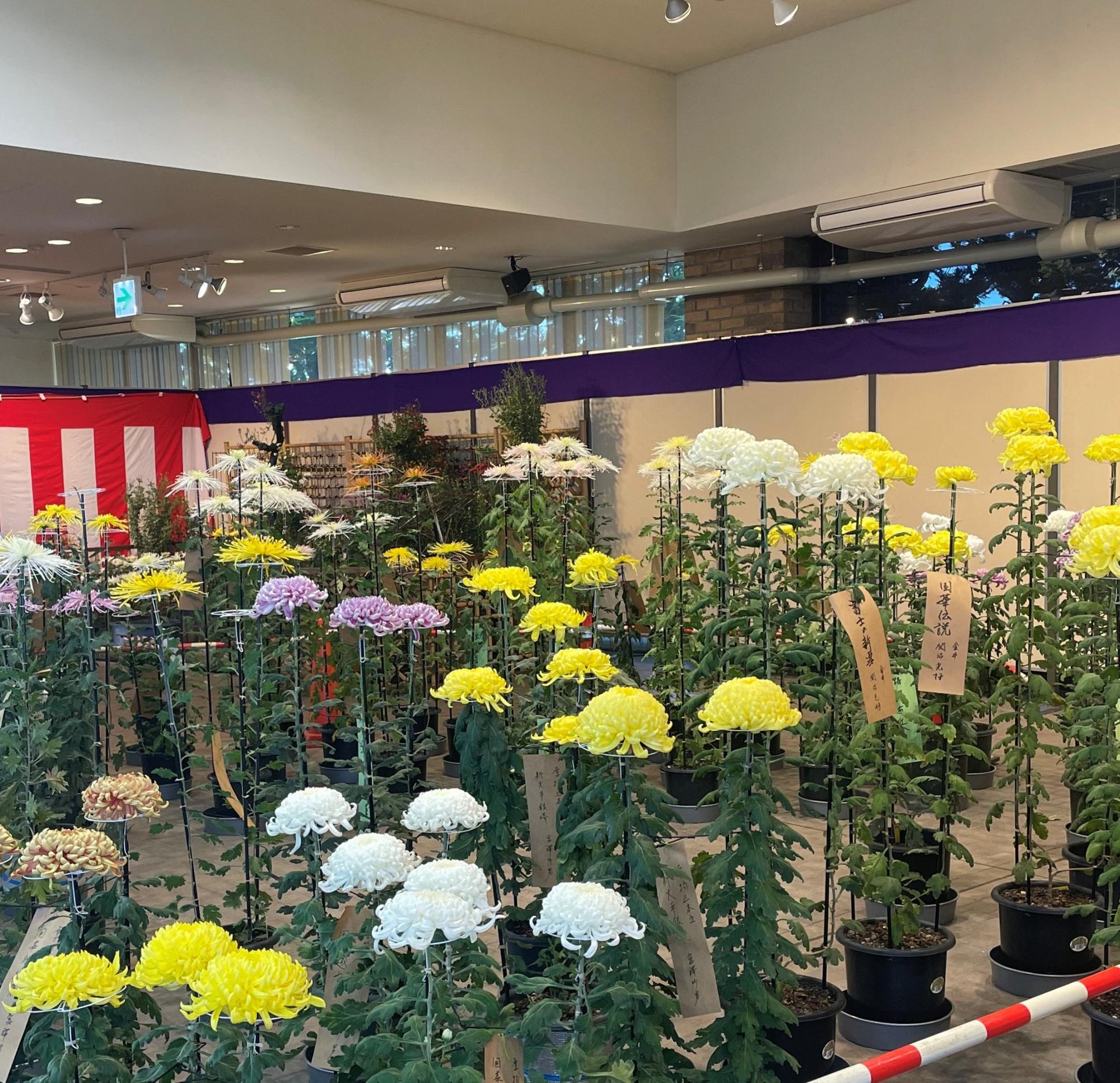 菊花展の様子1